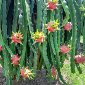 White Dragon Fruit Plant Hylocereus undatus - 3