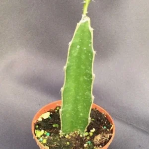 White Dragon Fruit Plant Hylocereus undatus - 3