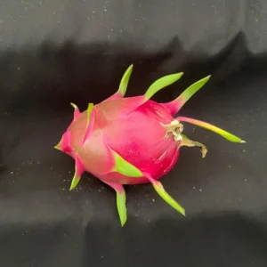 White Dragon Fruit Plant Hylocereus undatus - 3