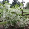 White Fringe Tree - Flowering Tree - 6-12 Inch Qt Pot - Ornamental