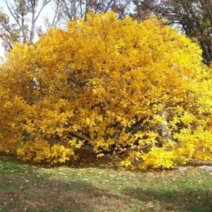 White Fringe Tree - Flowering Tree - 6-12 Inch Qt Pot - Ornamental