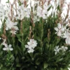 White Gaura Steffi Blush Plant - Lindheimeri Wand Flower - Healthy Starter