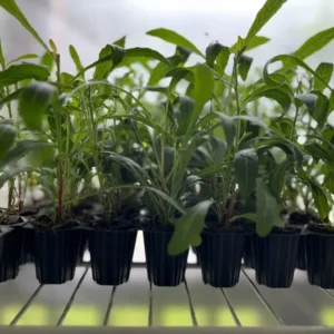 White Gaura Steffi Blush Plant - Lindheimeri Wand Flower - Healthy Starter