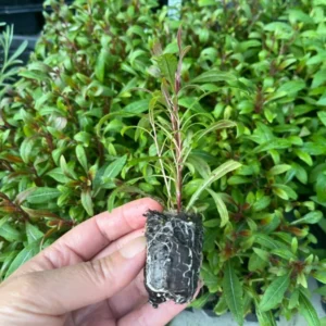 White Gaura Steffi Blush Plant - Lindheimeri Wand Flower - Healthy Starter