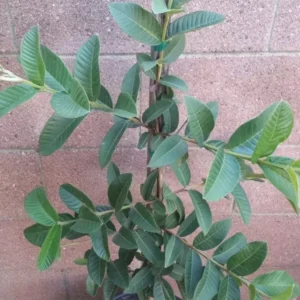 White Guavas Tropical Fruit Tree - 3 to 4 ft - White Flesh - Ships Bare Root