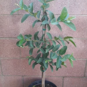 White Guavas Tropical Fruit Tree - 3 to 4 ft - White Flesh - Ships Bare Root
