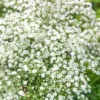 White Gypsophila Baby's Breath Festival Live Plant - Healthy Potted Flower