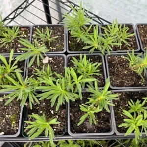 White Gypsophila Baby's Breath Festival Live Plant - Healthy Potted Flower