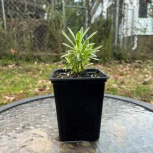 White Gypsophila Baby's Breath Festival Live Plant - Healthy Potted Flower