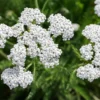 White Herb Yarrow Achillea Millefolium Live Plant - 3 to 4 Inch Pot - Garden Herb