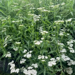 White Herb Yarrow Achillea Millefolium Live Plant - 3 to 4 Inch Pot - Garden Herb