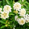White Lantana Plant - Live Outdoor Flowers - 4-6 Inch Seedlings
