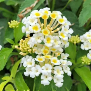 White Lantana Plant - Live Outdoor Flowers - 4-6 Inch Seedlings