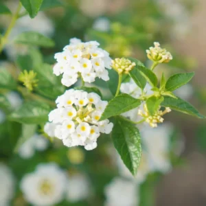 White Lantana Plant - Live Outdoor Flowers - 4-6 Inch Seedlings