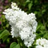 White Lilac Tree Bare Roots Syringa Vulgaris - 5-8 Inch Hardy Flowering Shrub