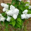 White Lilac Tree Bare Roots Syringa Vulgaris - 5-8 Inch Hardy Flowering Shrub