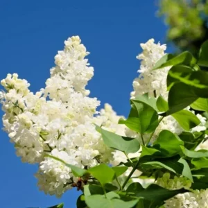 White Lilac Tree Bare Roots Syringa Vulgaris - 5-8 Inch Hardy Flowering Shrub