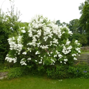 White Lilac Tree Bare Roots Syringa Vulgaris - 5-8 Inch Hardy Flowering Shrub