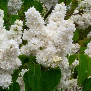 White Lilac Tree Bare Roots Syringa Vulgaris - 5-8 Inch Hardy Flowering Shrub