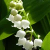 White Lily of the Valley 10 Pips - Convallaria majalis - Shade Perennial