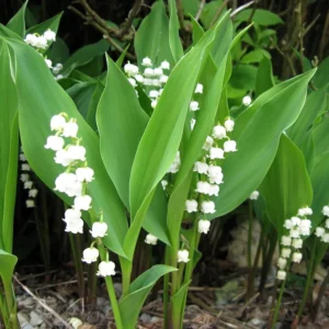 White Lily of the Valley 10 Pips - Convallaria majalis - Shade Perennial