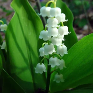White Lily of the Valley 10 Pips - Convallaria majalis - Shade Perennial