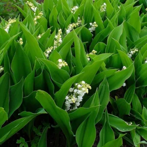 White Lily of the Valley 10 Pips - Convallaria majalis - Shade Perennial