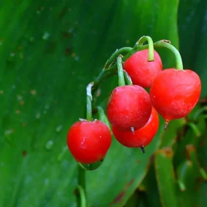 White Lily of the Valley 10 Pips - Convallaria majalis - Shade Perennial