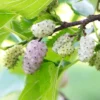 White Mulberry Tree - 5 Bare Root Plants - 12 to 24 Inches Tall - Morus Alba