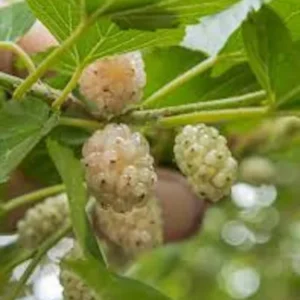 White Mulberry Tree - 5 Bare Root Plants - 12 to 24 Inches Tall - Morus Alba