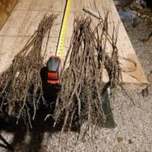 White Mulberry Tree - 5 Bare Root Plants - 12 to 24 Inches Tall - Morus Alba