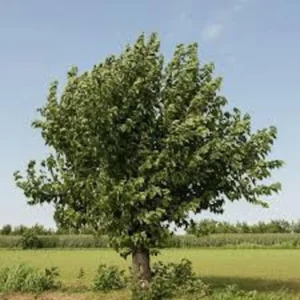 White Mulberry Tree - 5 Bare Root Plants - 12 to 24 Inches Tall - Morus Alba