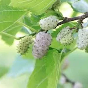 White Mulberry Tree - 5 Bare Root Plants - 12 to 24 Inches Tall - Morus Alba