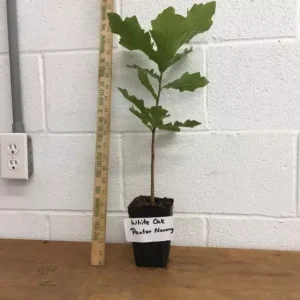 White Oak Tree Quercus Alba Plant - 6-12 Inch Tall - Potted
