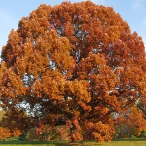 White Oak Tree Quercus Alba Plant - 6-12 Inch Tall - Potted