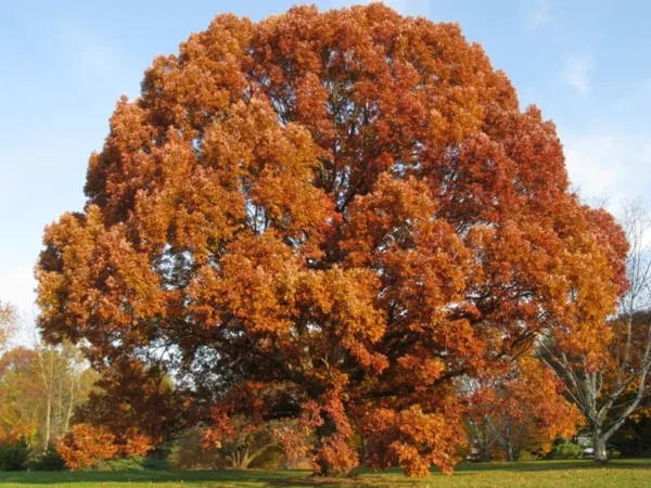 White Oak Tree Quercus Alba Plant - 6-12 Inch Tall - Potted