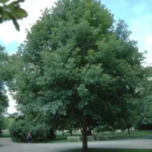White Oak Tree Quercus Alba Plant - 6-12 Inch Tall - Potted