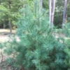 White Pine Tree Seedlings - 10 Bare Root Saplings - Eastern White Pine Trees