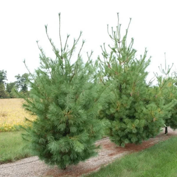 White Pine Tree Seedlings - 20 Bare Root Eastern White Pine Saplings 8-12 inches