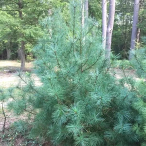 White Pine Tree Seedlings - 20 Bare Root Eastern White Pine Saplings 8-12 inches