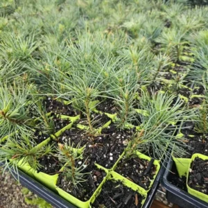 White Pine Tree Seedlings - 20 Bare Root Eastern White Pine Saplings 8-12 inches