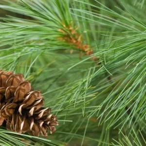 White Pine Tree Seedlings - 20 Bare Root Eastern White Pine Saplings 8-12 inches