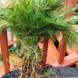 White Pine Tree Seedlings - 20 Bare Root Eastern White Pine Saplings 8-12 inches