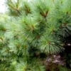 White Pine Tree Seedlings 50 Pack - Bare Root Eastern White Pine Saplings
