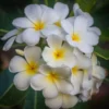 White Plumeria Cuttings 2-Pack - 12 Inch Unrooted Frangipani - Ready to Root