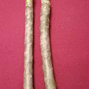 White Plumeria Cuttings 2-Pack - 12 Inch Unrooted Frangipani - Ready to Root