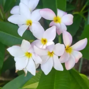 White Plumeria Cuttings 2-Pack - 12 Inch Unrooted Frangipani - Ready to Root
