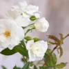 White Rose Tree Live Plants Miniature Rose Bush Shrub Cold Resistant Blooming