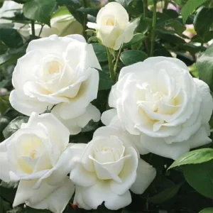 White Rose Tree Live Plants Miniature Rose Bush Shrub Cold Resistant Blooming