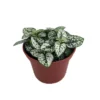 White Splash Polka Dot Plant - Hypoestes - 2.5 Inch Pot - Colorful Houseplant